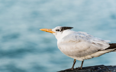 Seagull looking into the ocean resting