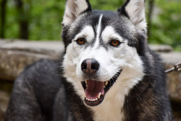 Naklejka na ściany i meble Closeup of a brown-eyed husky dog on a leash
