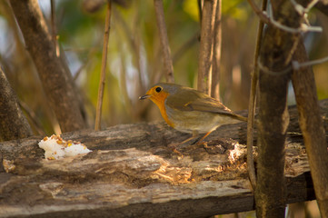 Closeup of robin on a tree. Robin to the manger. Pettirosso su ramo di un albero, pettirosso alla mangiatoia