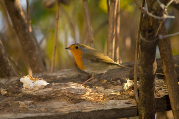 Closeup of robin on a tree. Robin to the manger. Pettirosso su ramo di un albero, pettirosso alla mangiatoia