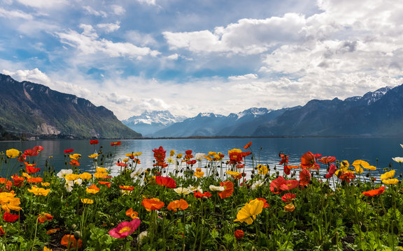 Fototapeta Beautiful view with colourful poppies on the Alps Mountains and Lake Leman from Montreux embankment. 