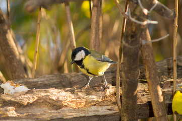 sparrow and titmouse on a branch of tree at the manger. Passero e cinciallegra su ramo di un albero alla mangiatoia