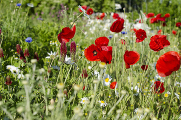 Mohnblumen - Kornblumen - Sommerzeit