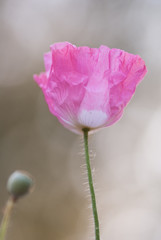różowy mak