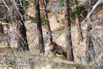 Naklejka na ściany i meble Mule Deer in the Pike National Forest of Colorado