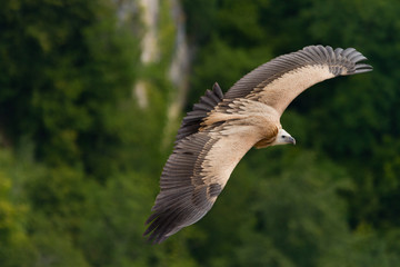 Buitre Leonado, Gyps fulvus, volando