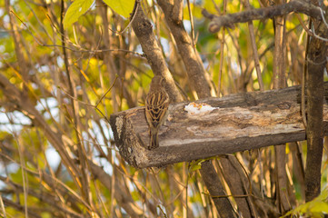 sparrow and titmouse on a branch of tree at the manger. Passero e cinciallegra su ramo di un albero alla mangiatoia