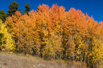 Colorado Aspens Turning