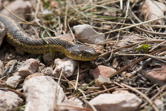 Garter Snake on the Trail in the Pike National Forest of Colorad