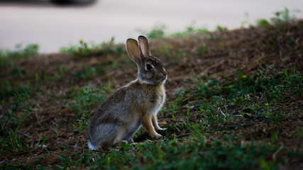 another bunny rabbit