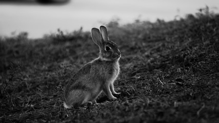 B/W bunny rabbit
