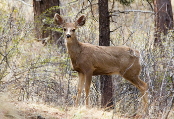 Mule Deer in the Pike National Forest of Colorado