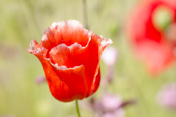 Fototapeta premium Mohnblumen - Kornblumen - Sommerzeit