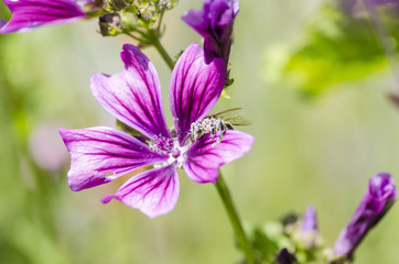 Mohnblumen - Kornblumen - Sommerzeit
