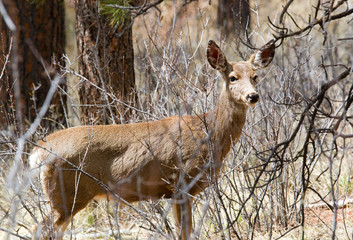 Mule Deer in the Pike National Forest of Colorado