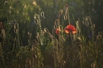 Pod słońce © Tomek Kiecana