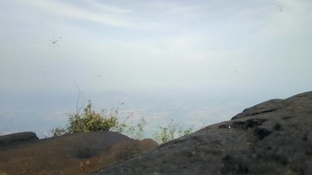 Thousands Dragonflies hover on top of sacred mountain Tiruvannamalai (Tamilnad, India), where during holidays and to monastery rises thousands of Indian pilgrims
