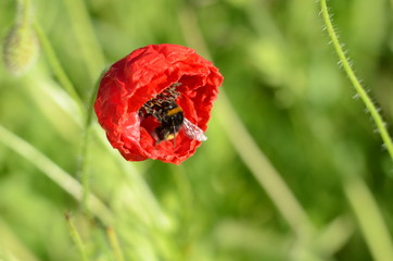 Mohnblumen - Kornblumen - Sommerzeit