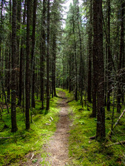 well worn hiking path through alpine forest