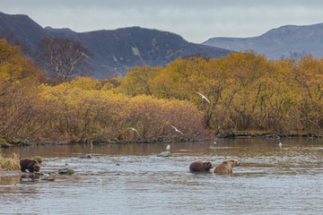 Brown bear on the shore of Kurile Lake