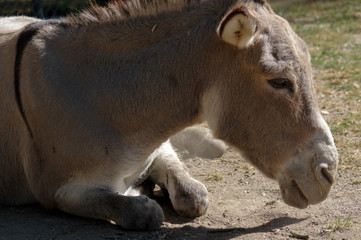 Fototapeta premium lazy grey Donkey lying on the ground