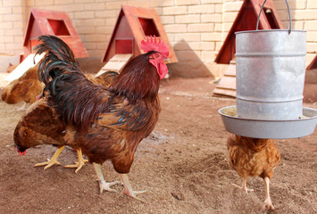 Granja avícola con gallinas