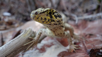 Lizard