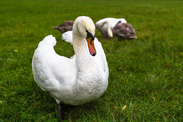 Swans in the green grass at field.