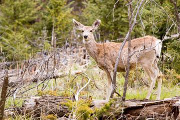Mule Deer in the Pike National Forest of Colorado
