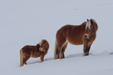 haflinger horses, mare and foal,   in meadows full of snow
