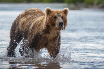 Obraz na płótnie Canvas Brown bear on the shore of Kurile Lake