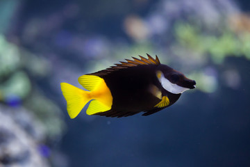 Bicolored foxface (Siganus uspi).