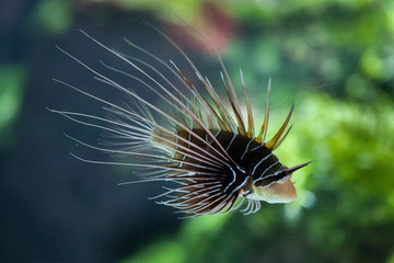 Spotfin lionfish (Pterois antennata)