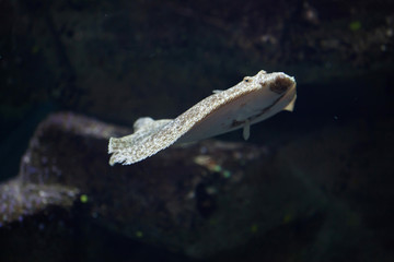 Turbot (Scophthalmus maximus).
