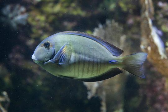 Doctorfish (Acanthurus chirurgus)