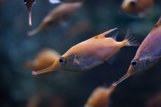 Longspine snipefish (Macroramphosus scolopax)