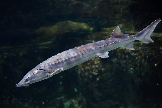 European sea sturgeon (Acipenser sturio)