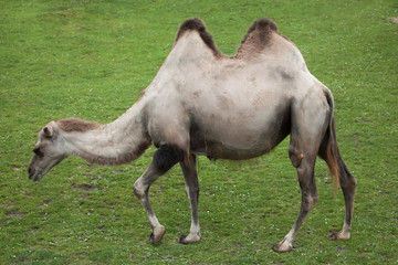 Bactrian camel (Camelus bactrianus).