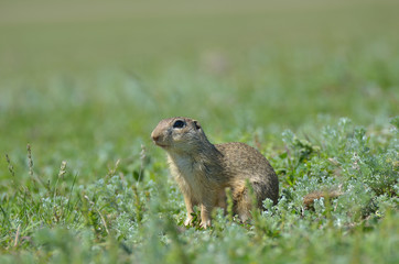 Naklejka na ściany i meble Cute European ground squirrel gopher (Spermophilus citellus Ziesel) sitting on a field
