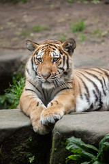 Fototapeta na wymiar Siberian tiger (Panthera tigris altaica).