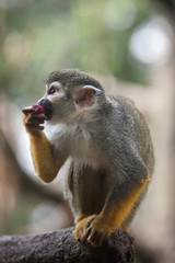 Common squirrel monkey (Saimiri sciureus).