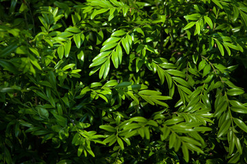 Fototapeta premium European boxwood (Buxus sempervirens)