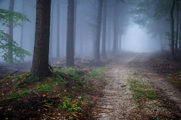 Fototapeta premium Misty Forest in Autumn Time