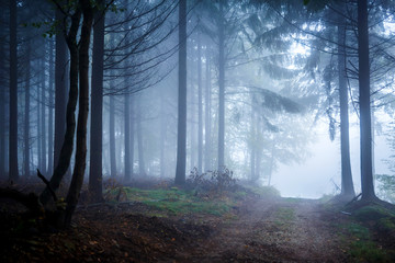 Misty Forest in Autumn Time - obrazy, fototapety, plakaty