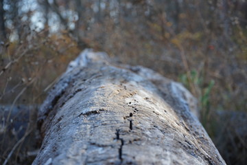 cracked
