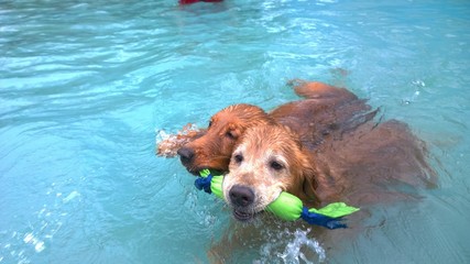 Cães na piscina.