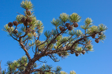 Perfect Pinecone