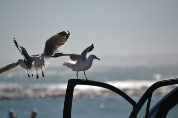 bird on car window with blurry sea background