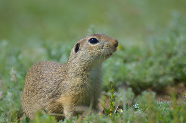 Naklejka na ściany i meble Cute European ground squirrel, gopher (Spermophilus citellus, Ziesel) sitting on a field