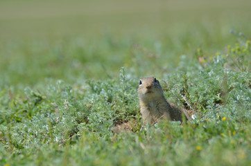 Naklejka na ściany i meble Cute European ground squirrel, gopher (Spermophilus citellus, Ziesel) sitting on a field